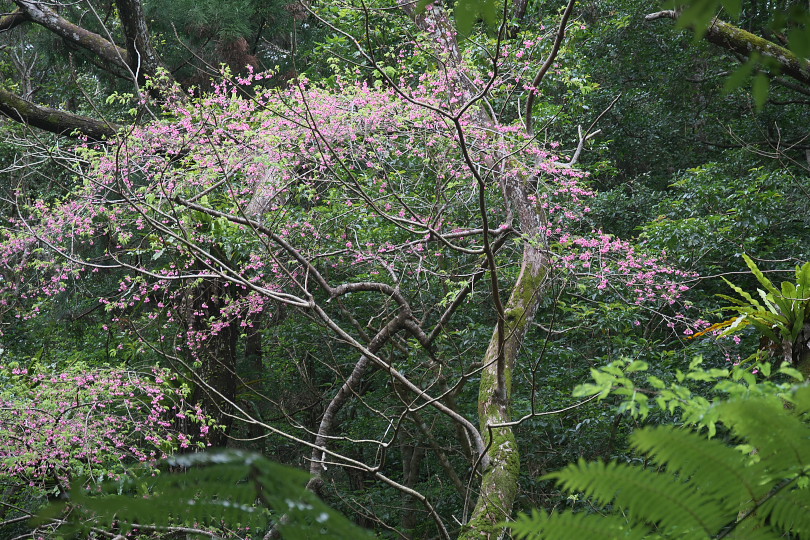201902桜-1