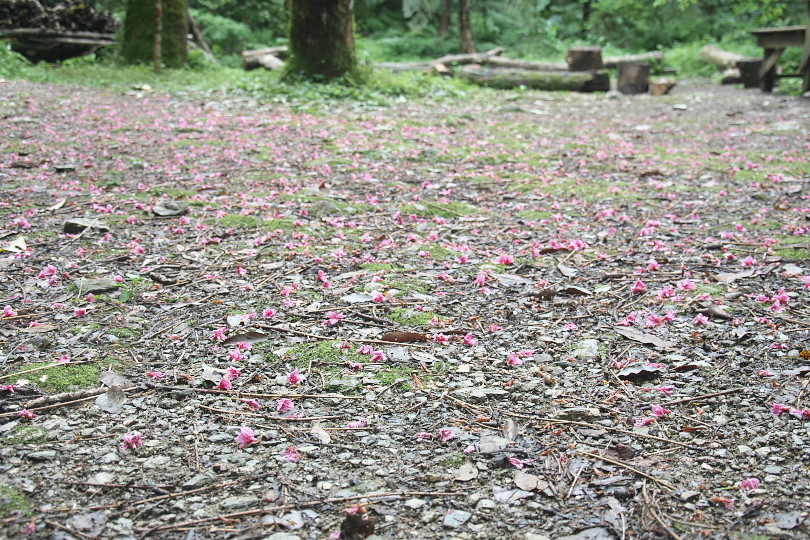 201902桜-2